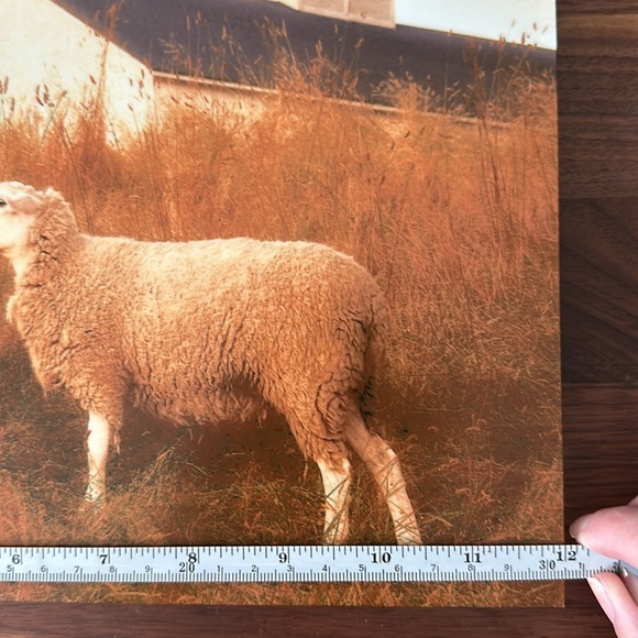 Sea Ranch, California “sheep’s world” Metal Print - Picture 3 of 4